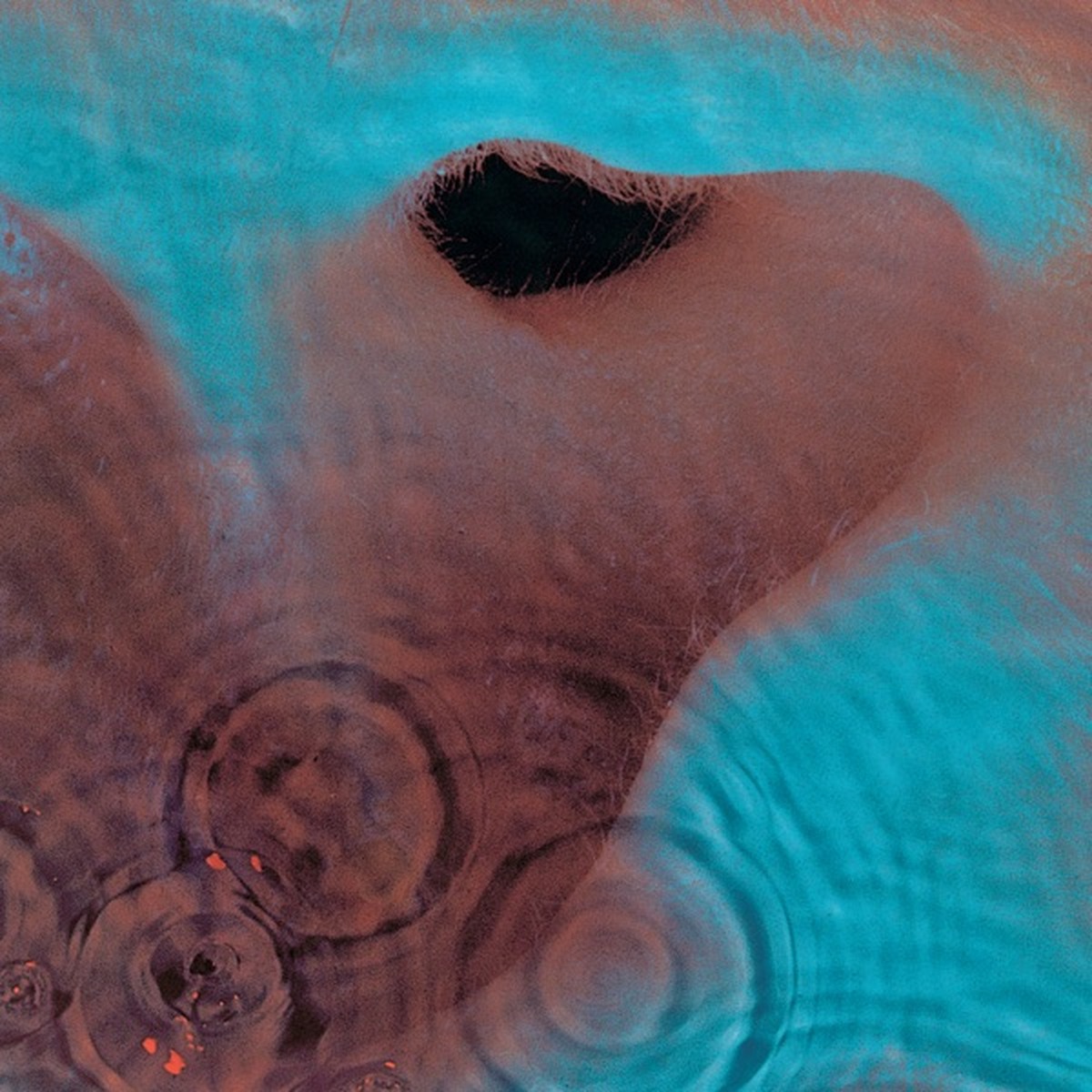 The Final Cut by Pink Floyd album cover
