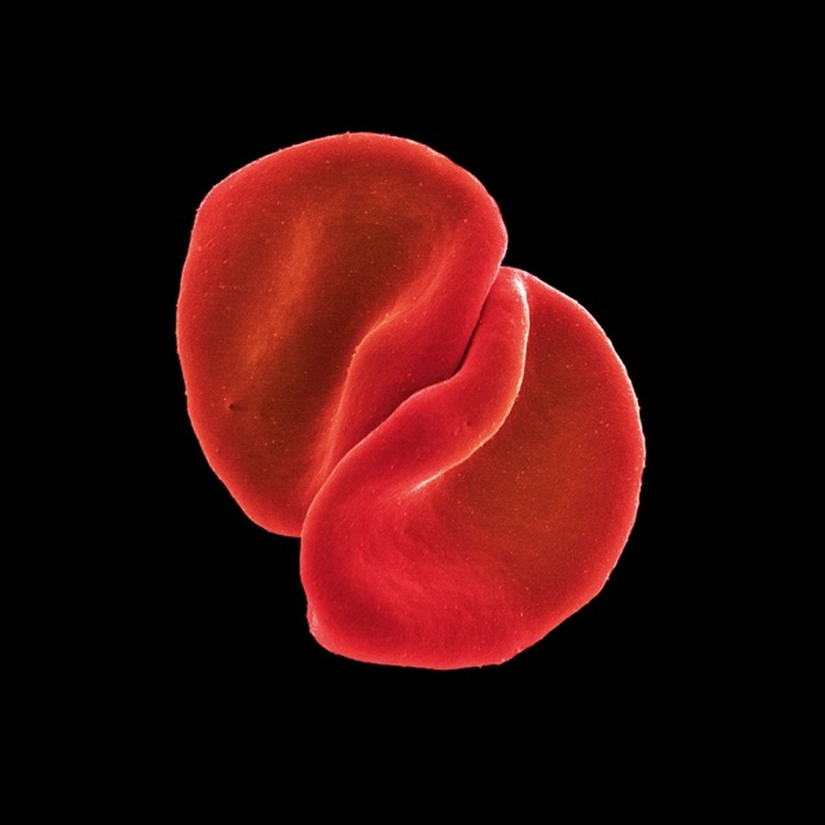 Scratch My Back by Peter Gabriel album cover