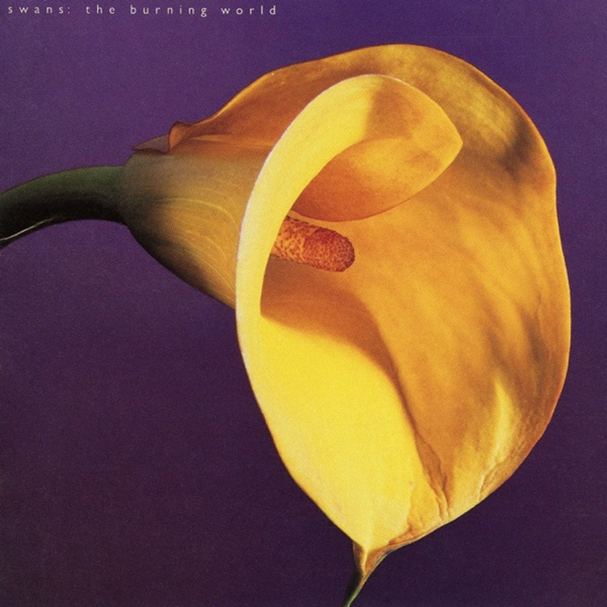 The Burning World by Swans album cover