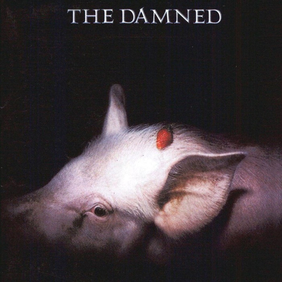 Strawberries by The Damned